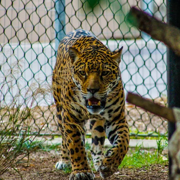 Sonhar com jaguar