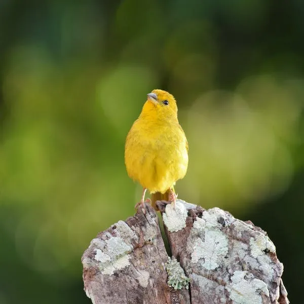 pássaro amarelo